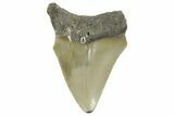 Serrated, Juvenile Megalodon Tooth - North Carolina #377058-1